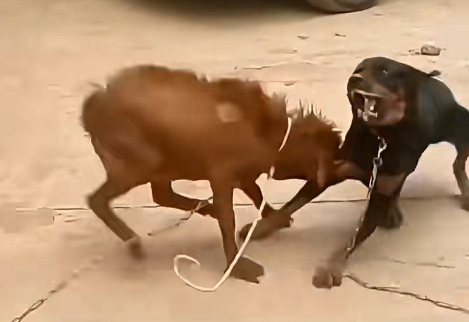 Goat Attacks Dog